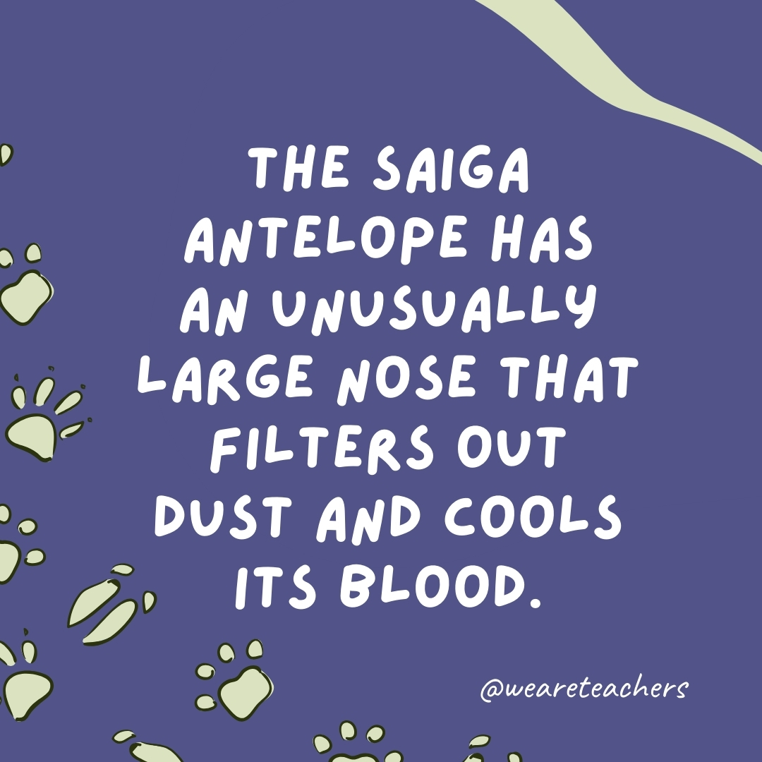 The saiga antelope has an unusually large nose that filters out dust and cools its blood.- animal facts
