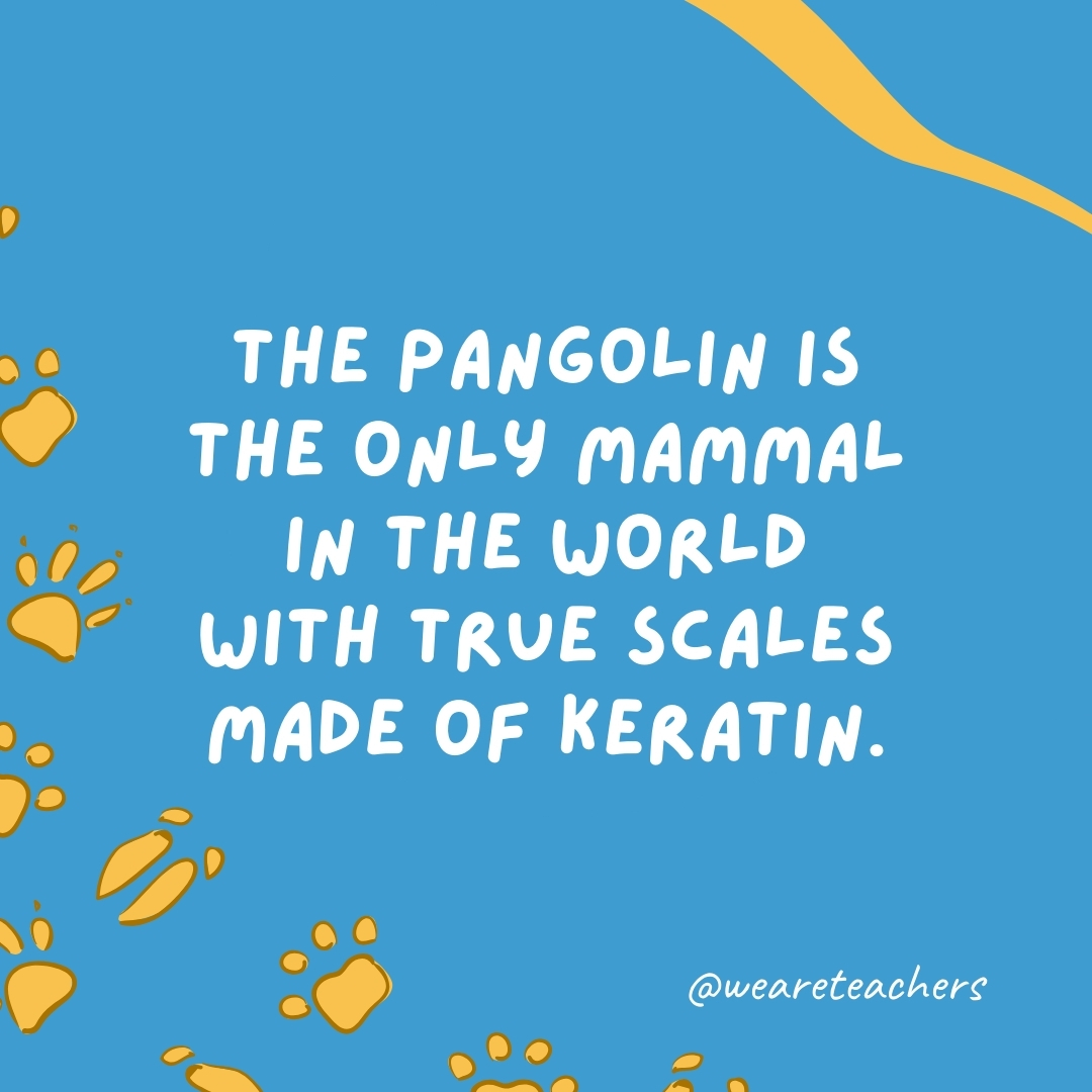 The pangolin is the only mammal in the world with true scales made of keratin.