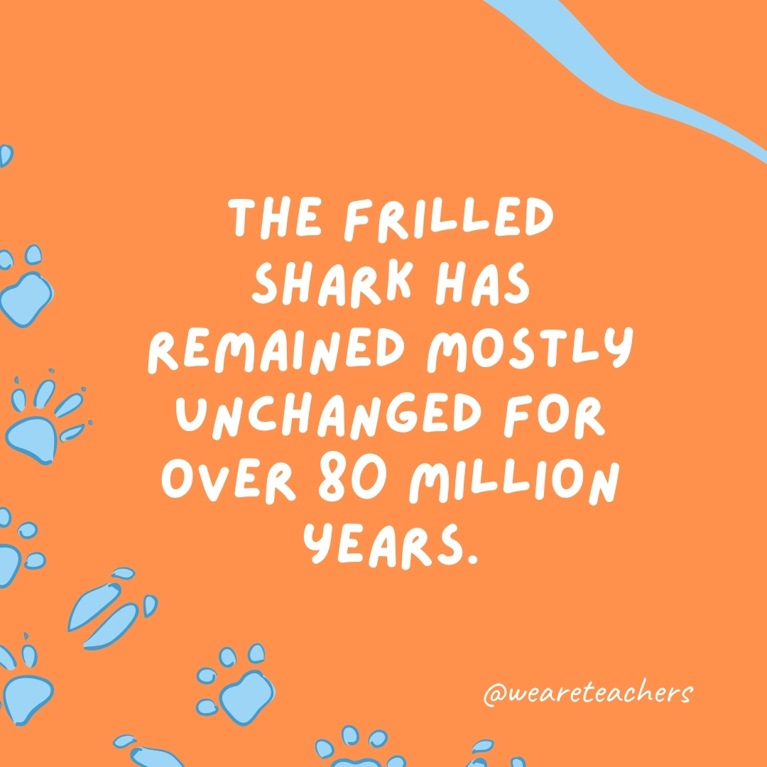 The frilled shark has remained mostly unchanged for over 80 million years.