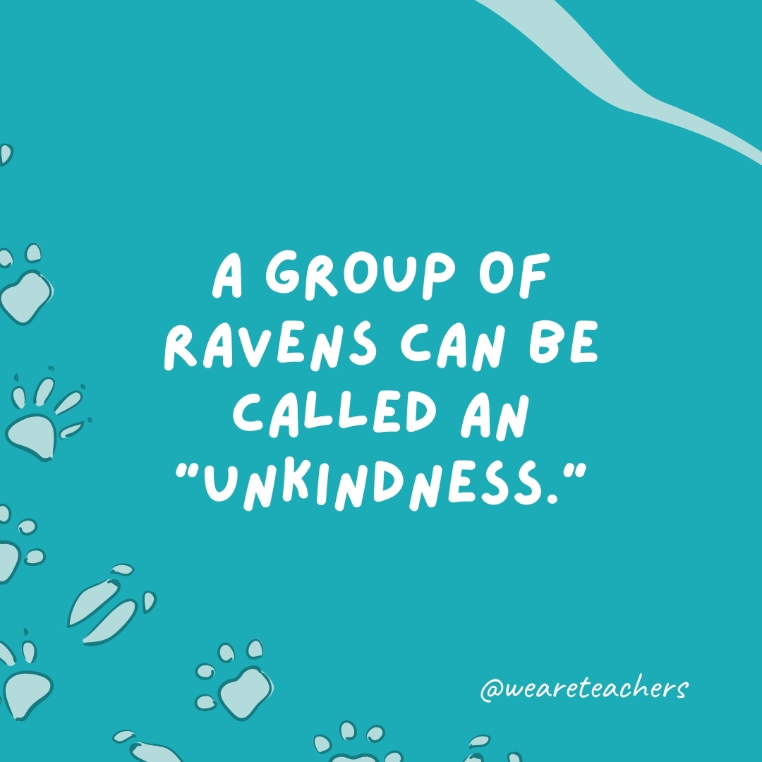 A group of ravens can be called an 