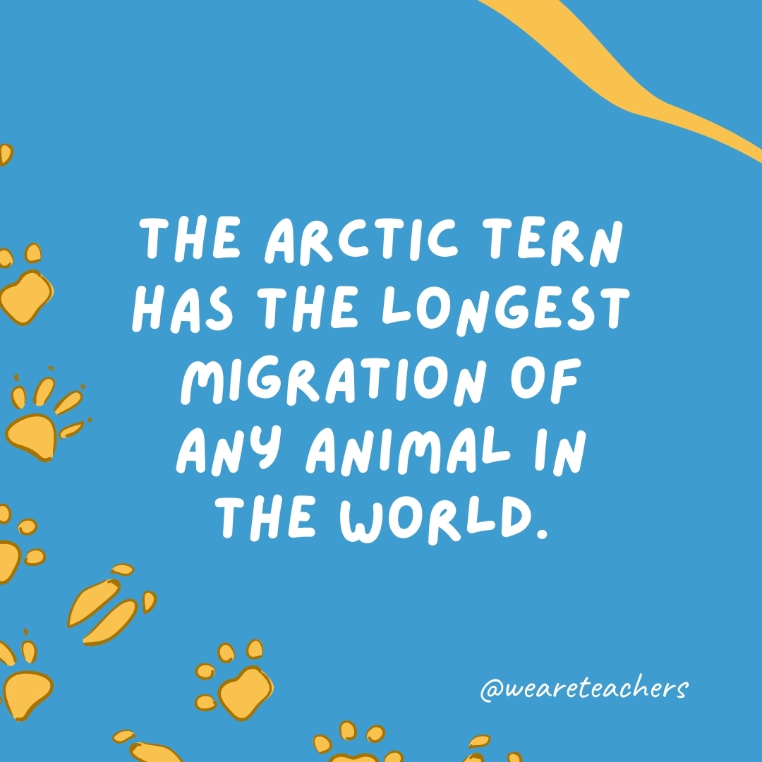 The arctic tern has the longest migration of any animal in the world.