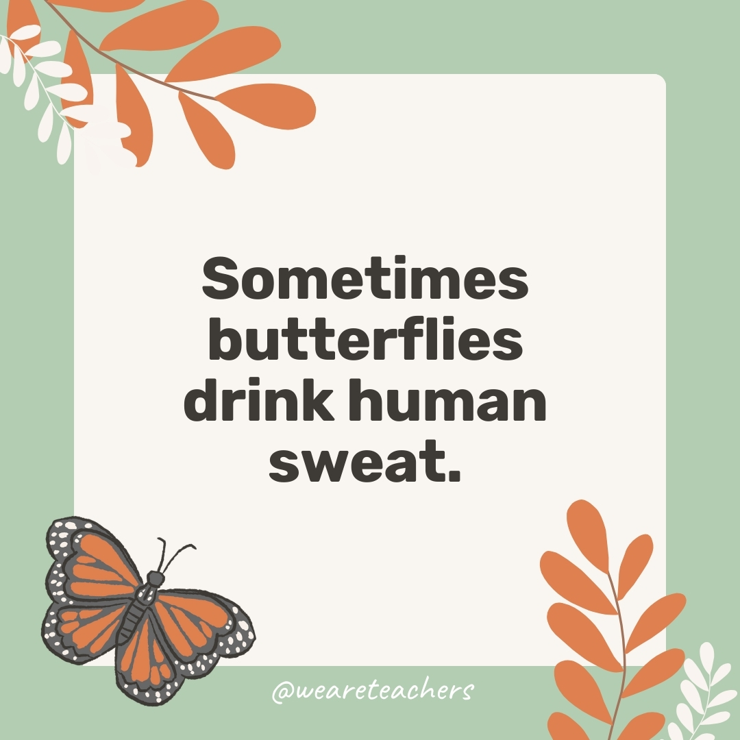 Sometimes butterflies drink human sweat. Sometimes butterflies drink human sweat.
