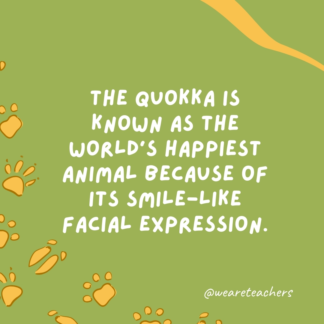 The quokka is known as the world's happiest animal because of its smile-like facial expression.