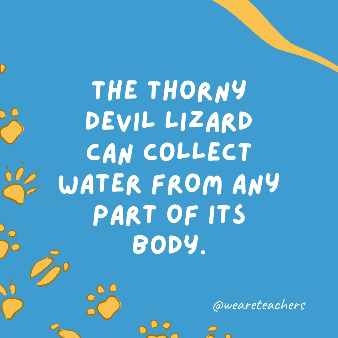 The thorny devil lizard can collect water from any part of its body.