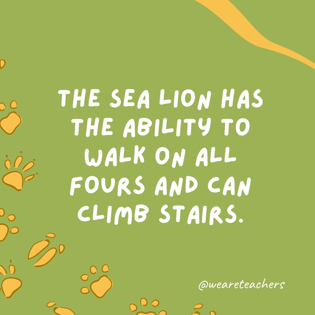 The sea lion has the ability to walk on all fours and can climb stairs.- animal facts