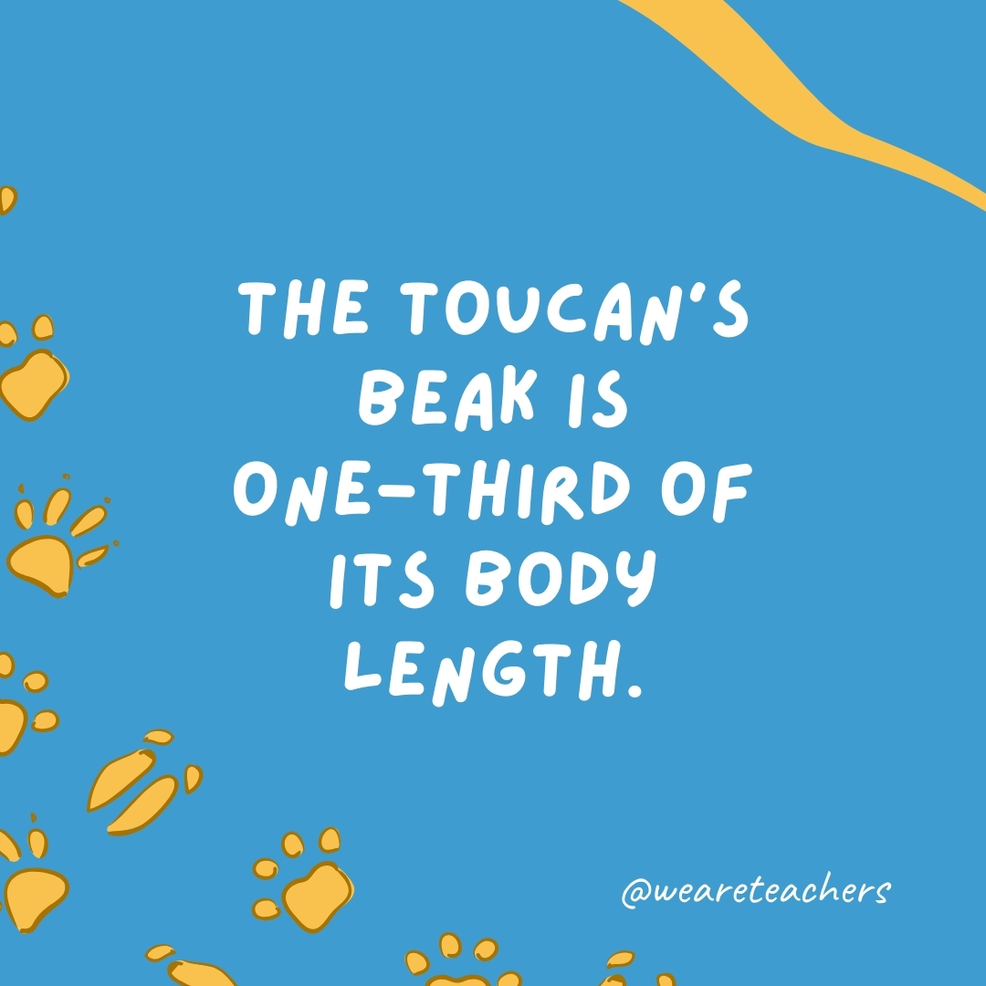 The toucan’s beak is one-third of its body length.