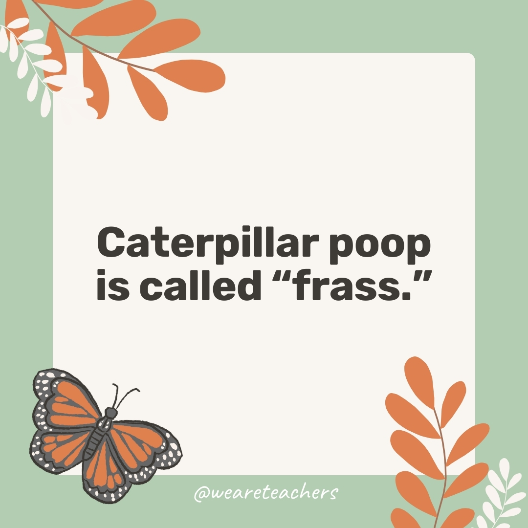Caterpillar poop is called “frass.” Caterpillar poop is called