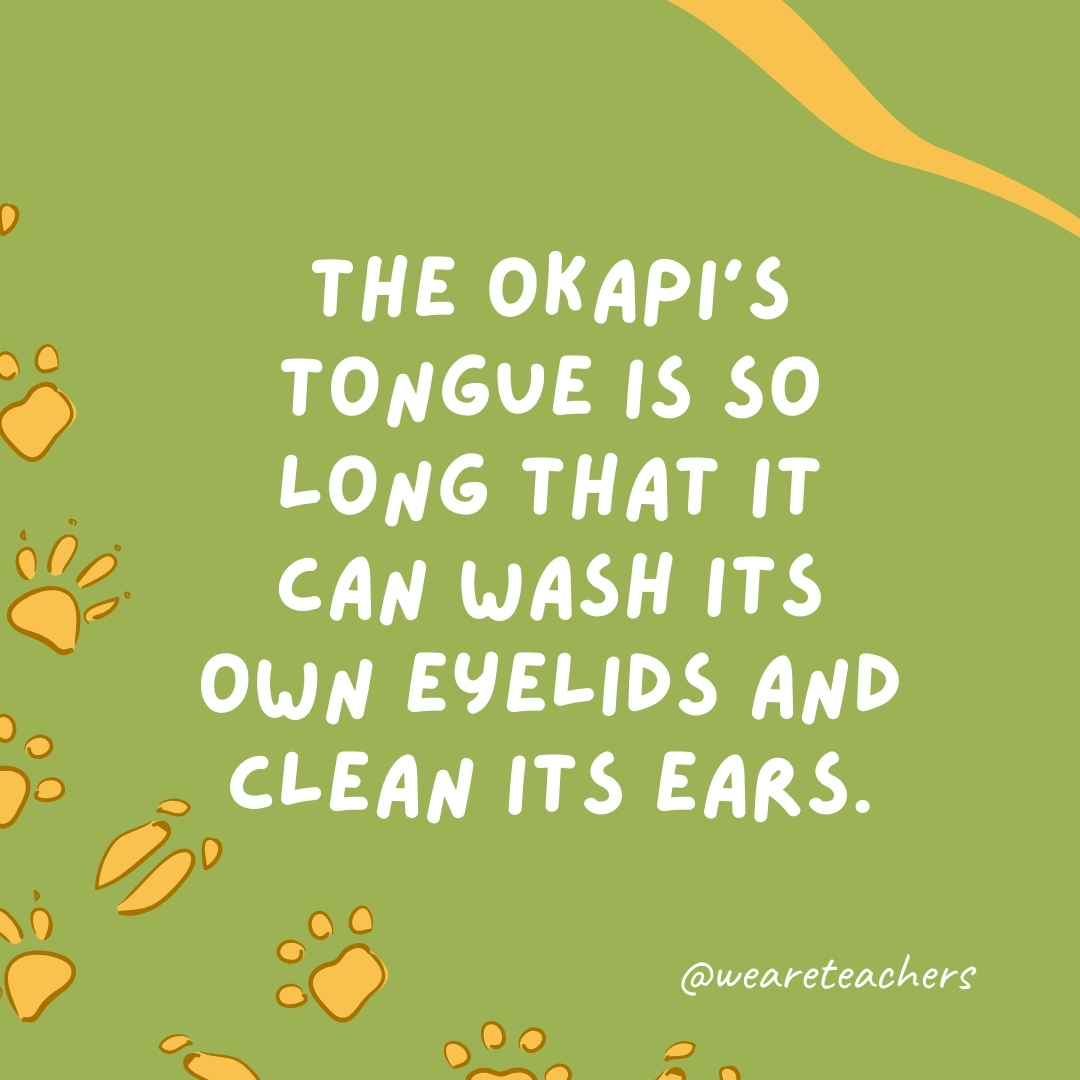The okapi's tongue is so long that it can wash its own eyelids and clean its ears.