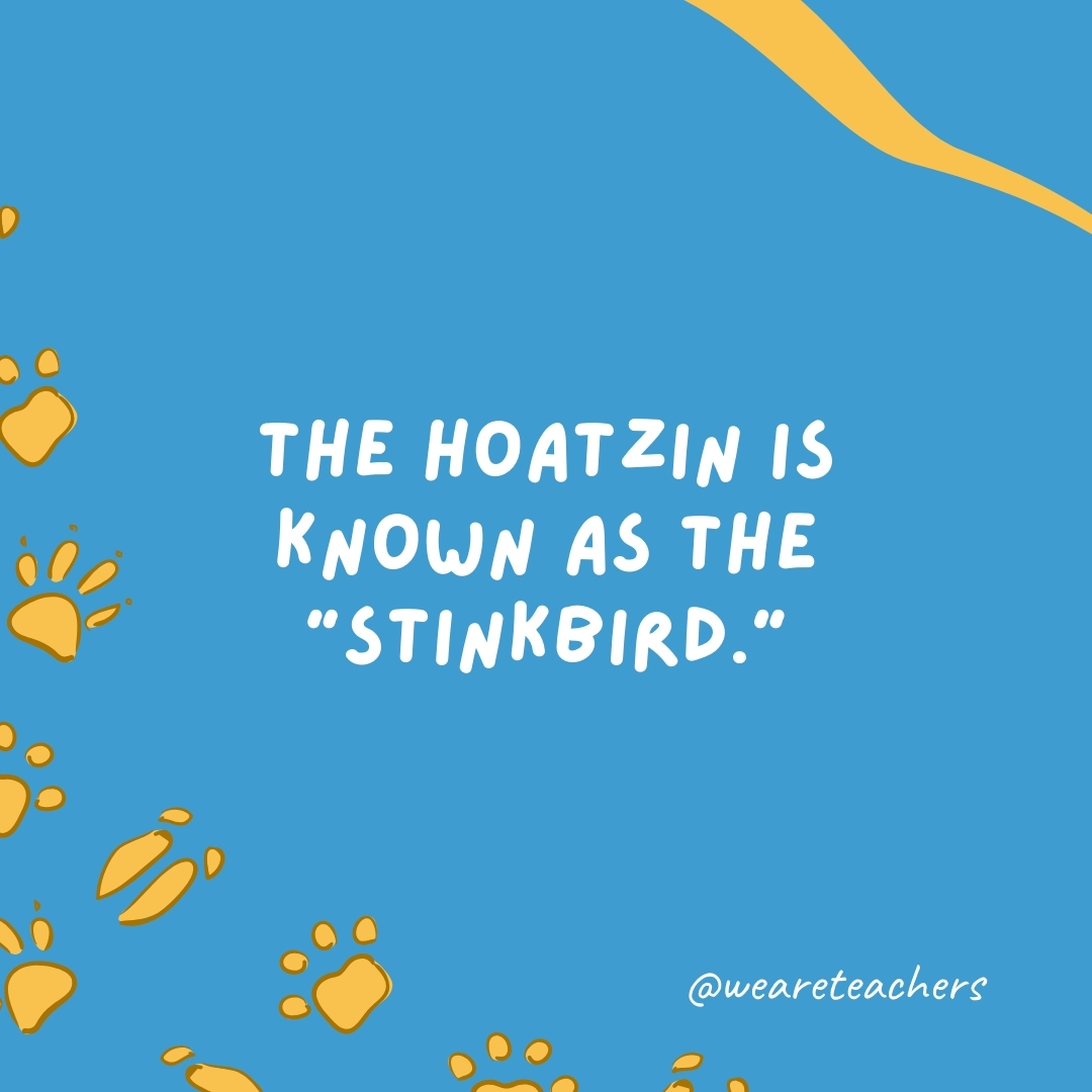 The hoatzin is known as the 