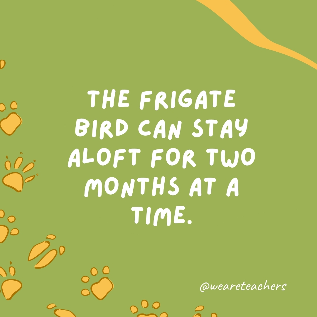 The frigate bird can stay aloft for two months at a time.