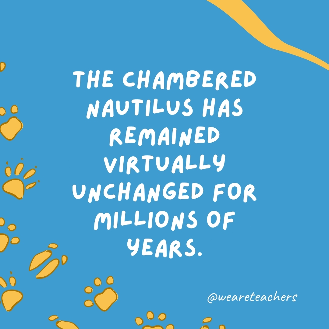 The chambered nautilus has remained virtually unchanged for millions of years.