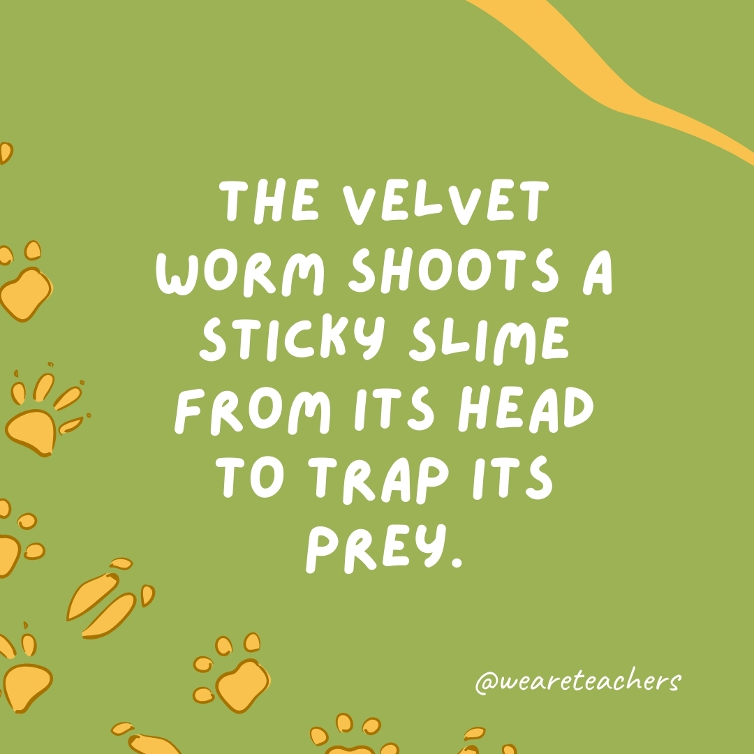 The velvet worm shoots a sticky slime from its head to trap its prey.- animal facts