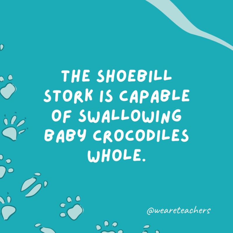 The shoebill stork is capable of swallowing baby crocodiles whole.