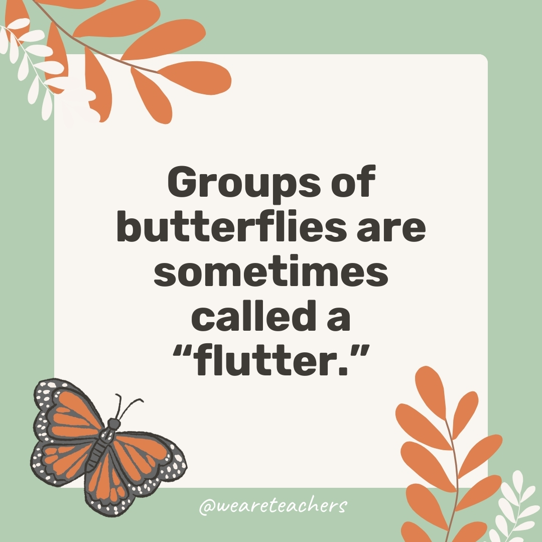 Groups of butterflies are sometimes called a “flutter.” Groups of butterflies are sometimes called a