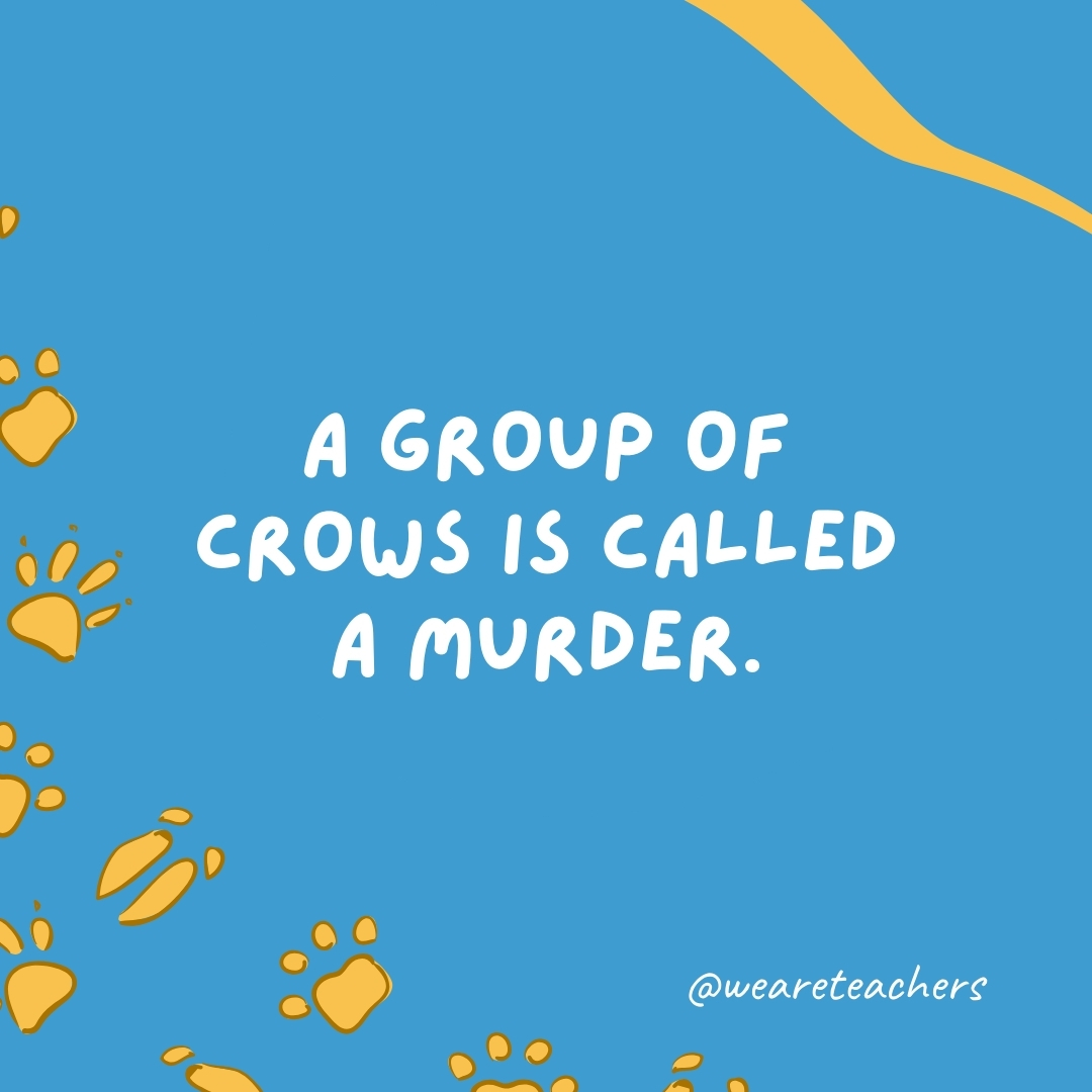 A group of crows is called a murder.- animal facts