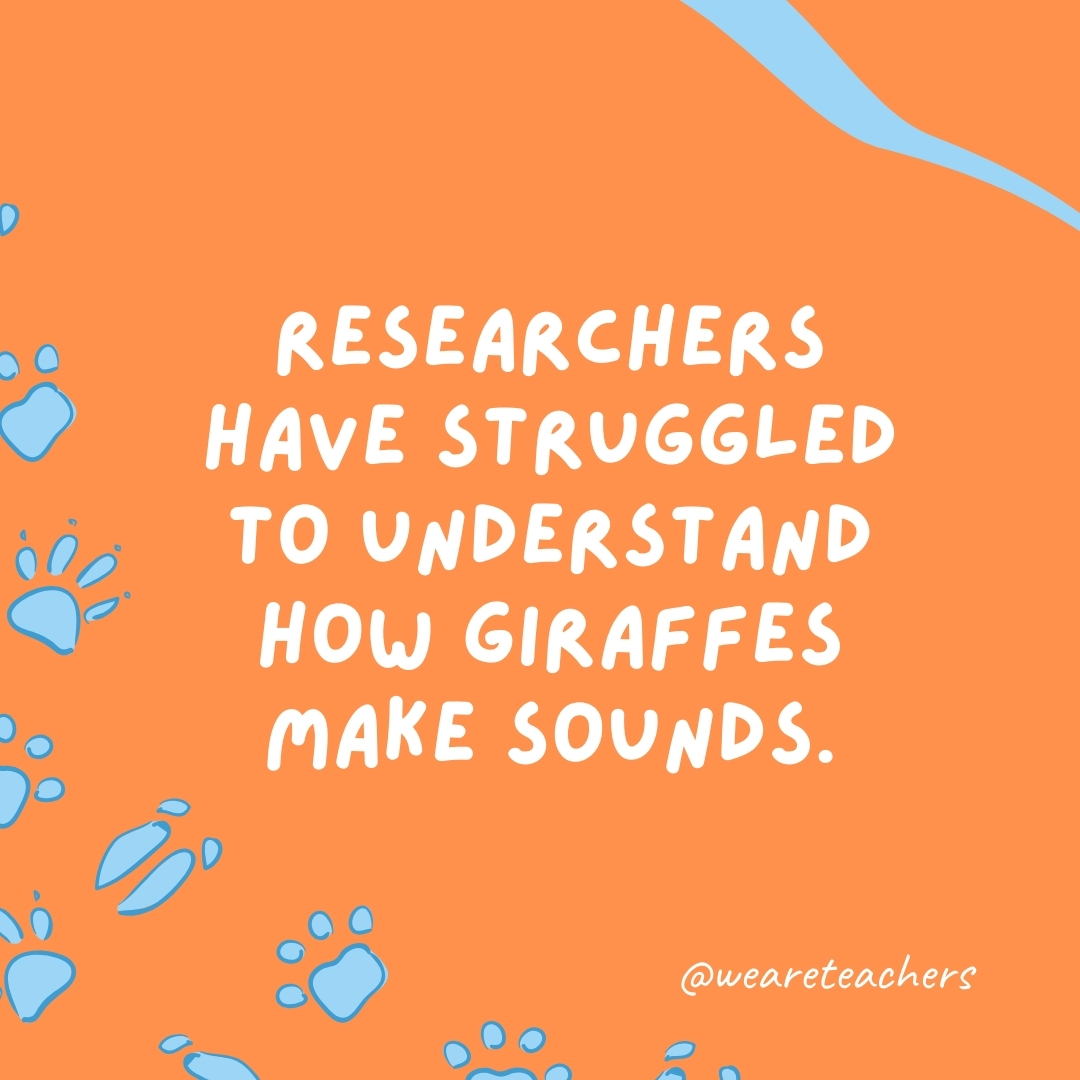 Researchers have struggled to understand how giraffes make sounds.