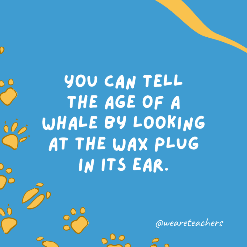 You can tell the age of a whale by looking at the wax plug in its ear. 