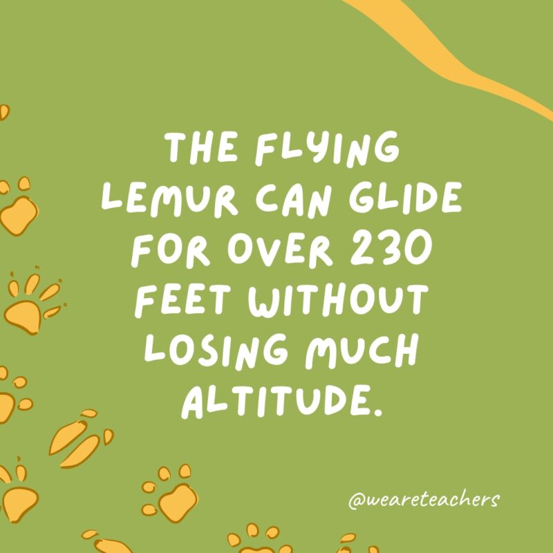 The flying lemur can glide for over 230 feet without losing much altitude.