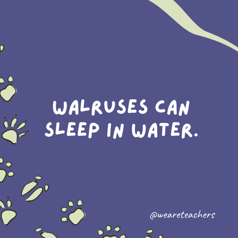 Walruses can sleep in water an example of animal facts.