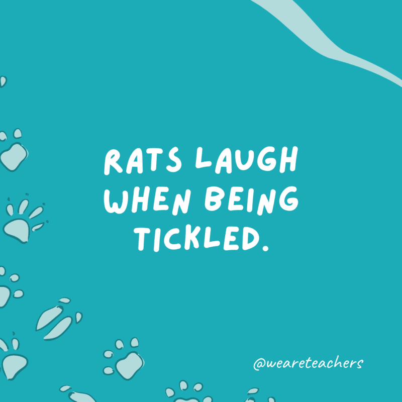 Rats laugh when being tickled.