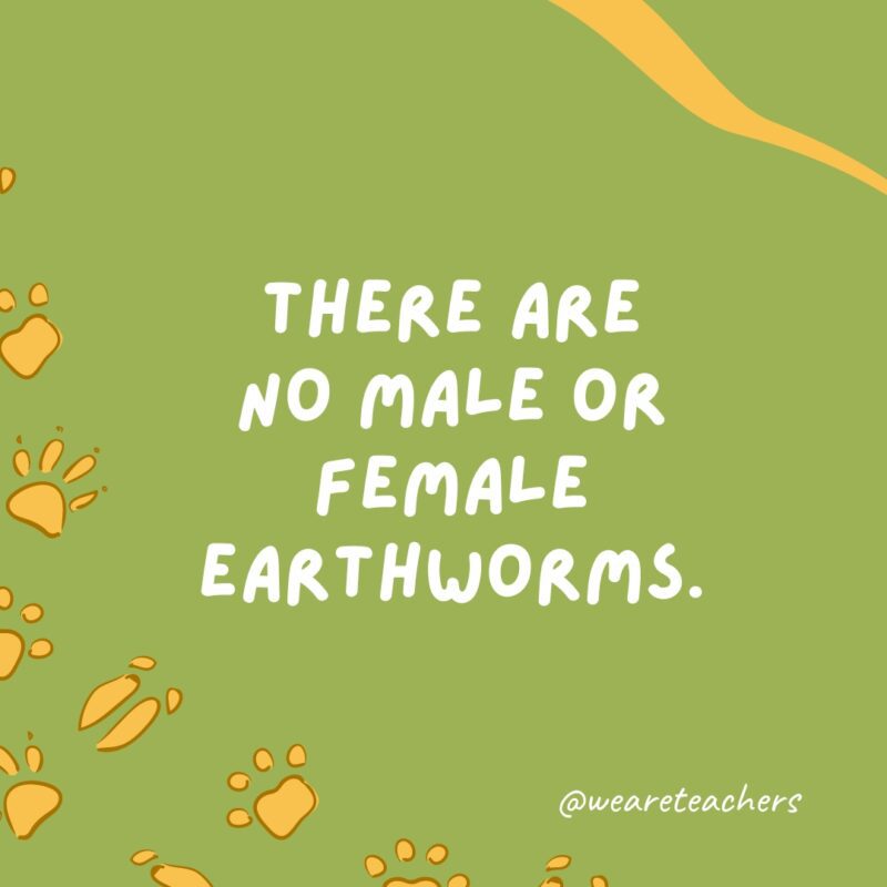 There are no male or female earthworms an example of animal facts.