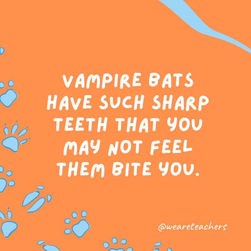 Vampire bats have such sharp teeth that you may not feel them bite you an example of animal facts.- animal facts