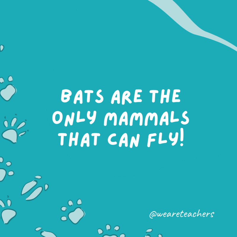 Bats are the only mammals that can fly!