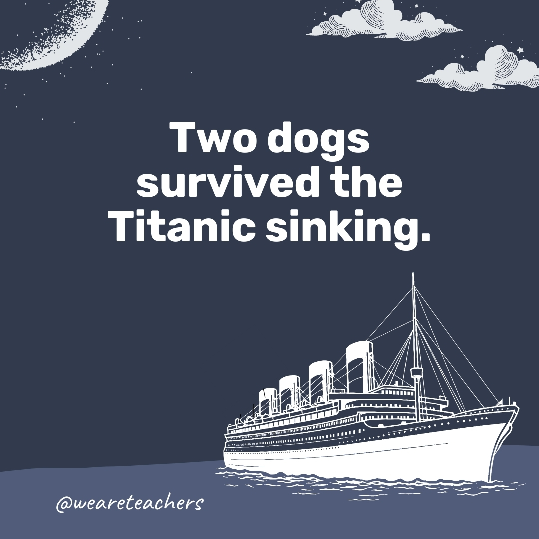 Two dogs survived the Titanic sinking. Two dogs survived the Titanic sinking.