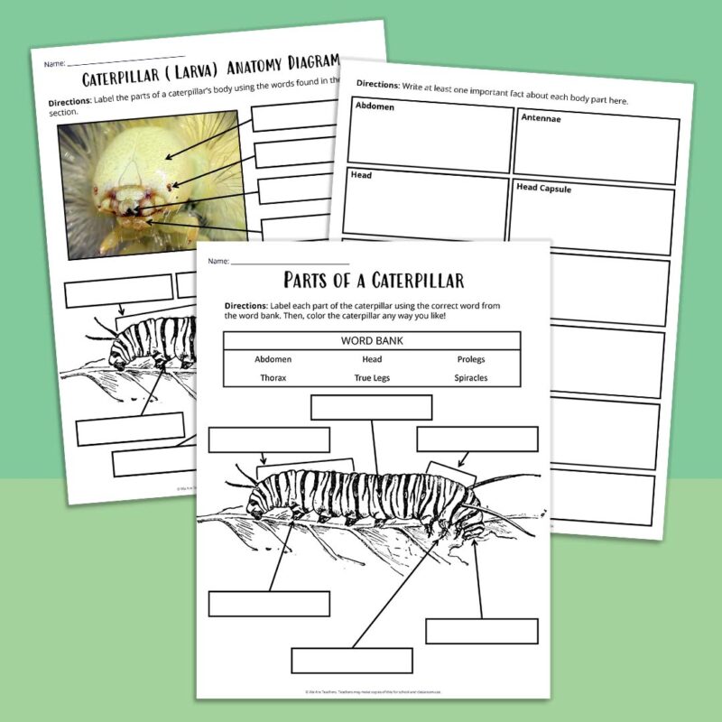 Three pages of a caterpillar anatomy worksheet bundle