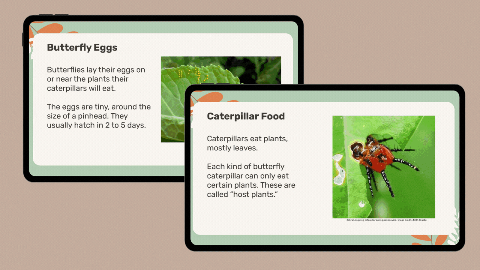 Butterfly-Life-Cycle