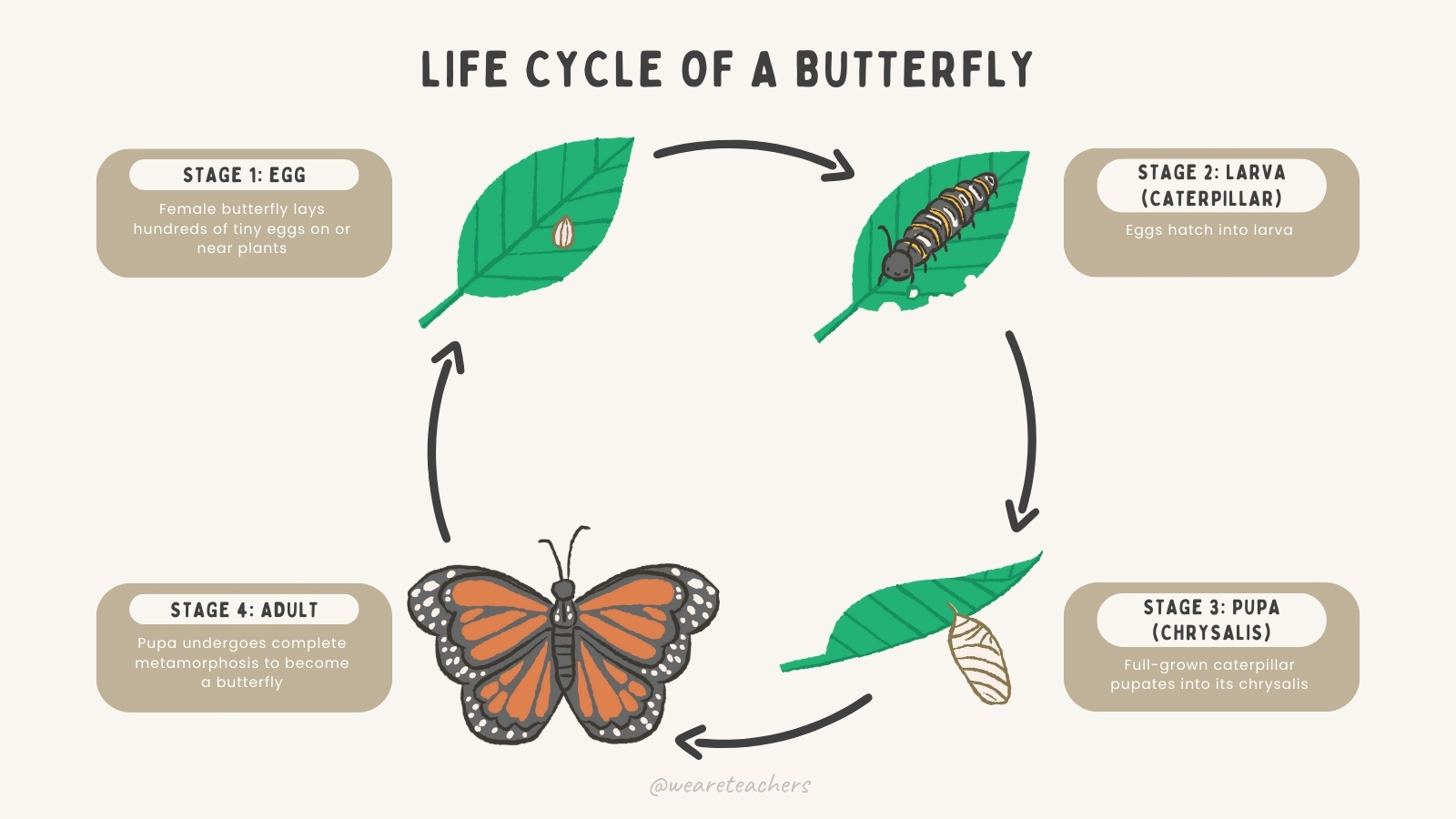 Life-Cycle-of-Butterfly-1