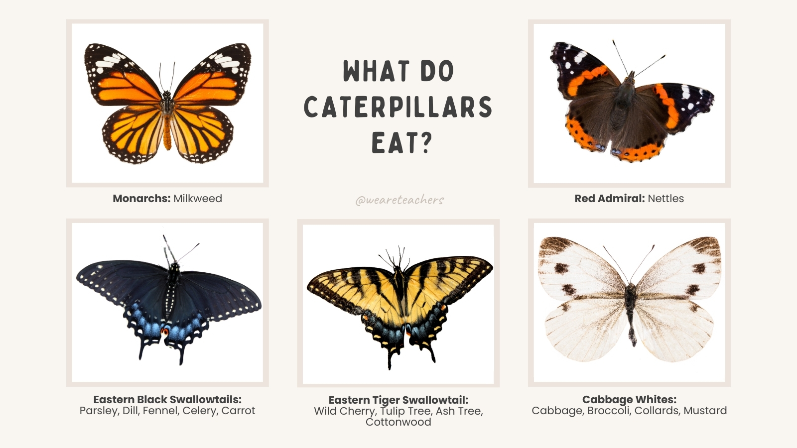 Life-Cycle-of-Butterfly-2