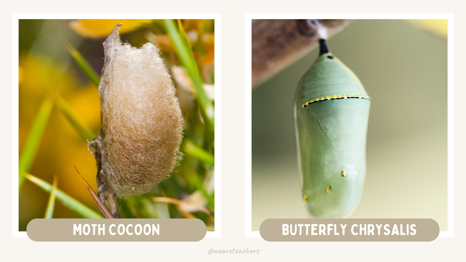 Life-Cycle-of-Butterfly-3