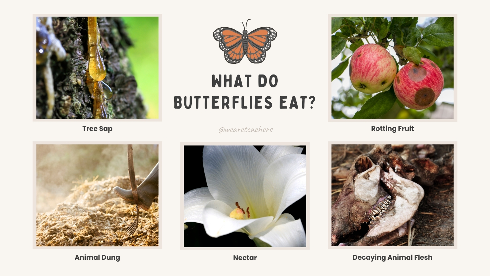 Life-Cycle-of-Butterfly-4