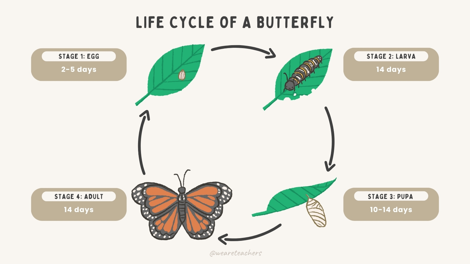 Life-Cycle-of-Butterfly-5