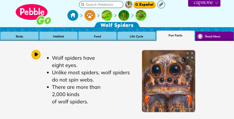 pebble-go-wolf-spiders Pebble Go Animals Fun Facts page about wolf spiders as an example of nonfiction text features