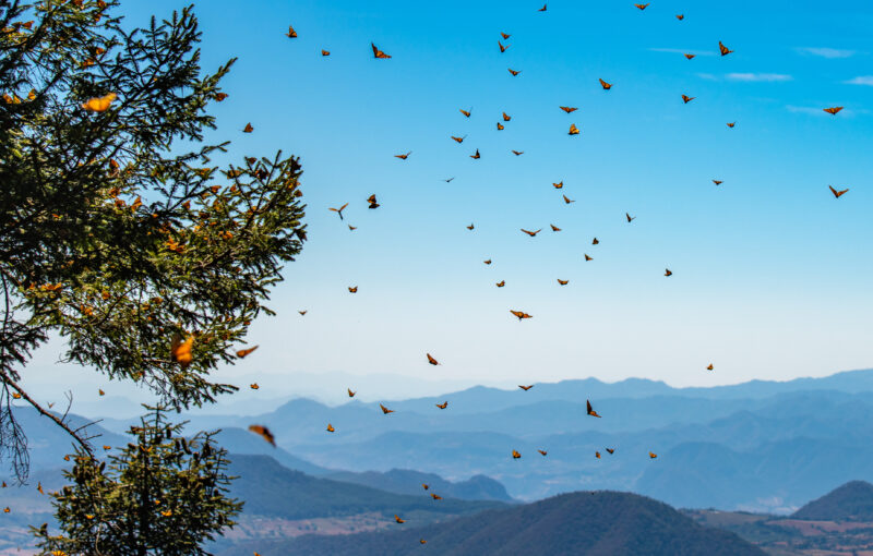 Monarch Butterflies Migrating Monarch Butterfly Biosphere Reserve in Michoacan, Mexico.