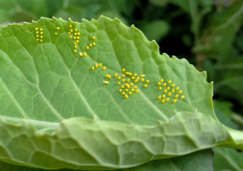 Butterfly Eggs Tiny yellow worm eggs found over a cabbage leaf in the garden.