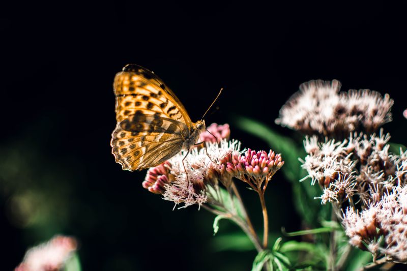 Butterfly Garden Orange butterfly nectaring on a pink plant