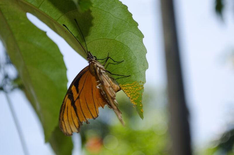Oviposit An orange and black butterfly lays her eggs on the underside of a passiflor leaf. Photo taken in Costa Rica on the Osa Peninsula. For more nature and wildlife photos please review my porftolio.