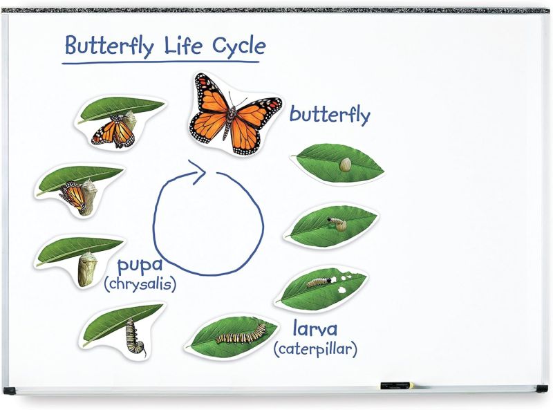 Butterfly Life Stages Magnets Oversized magnets on a white board showing the life stages of a butterfly