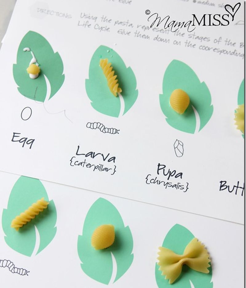 Pasta Butterfly Life Cycle Butterfly life cycle with various pasta shapes representing the stages