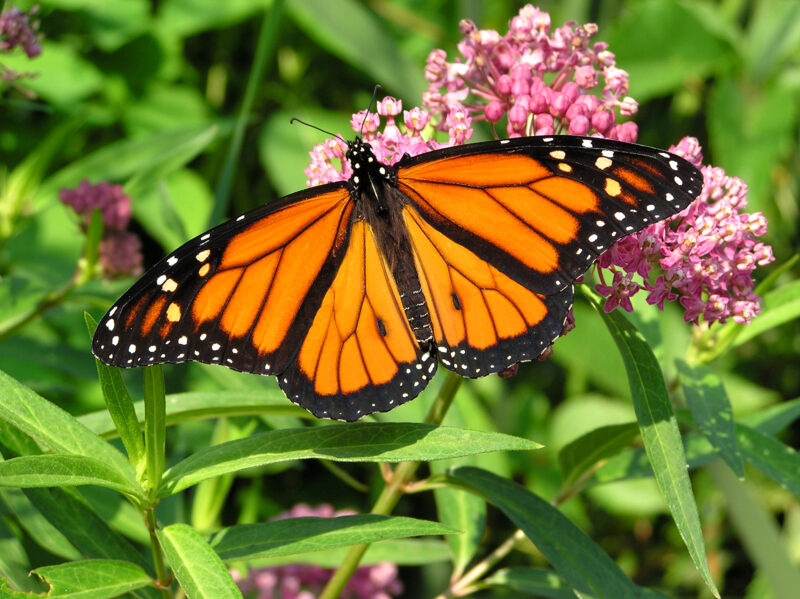 Butterfly on Host Plant A monarch butterfly sipping nectar from swamp milkweed flower.