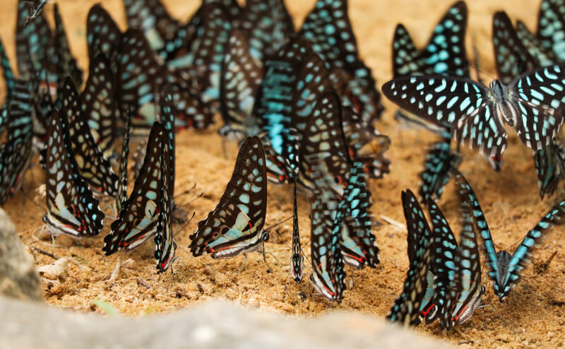 Butterfly Puddling Group of beautiful butterfly puddling on the ground at Pang Sida National Park, Sa Kaeo Province, Thailand.