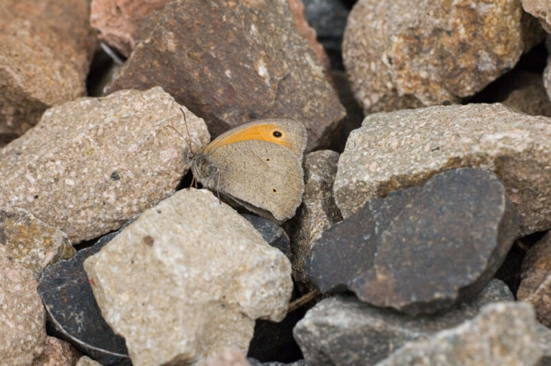 Butterflies in Winter Butterfly hiding among rocks.