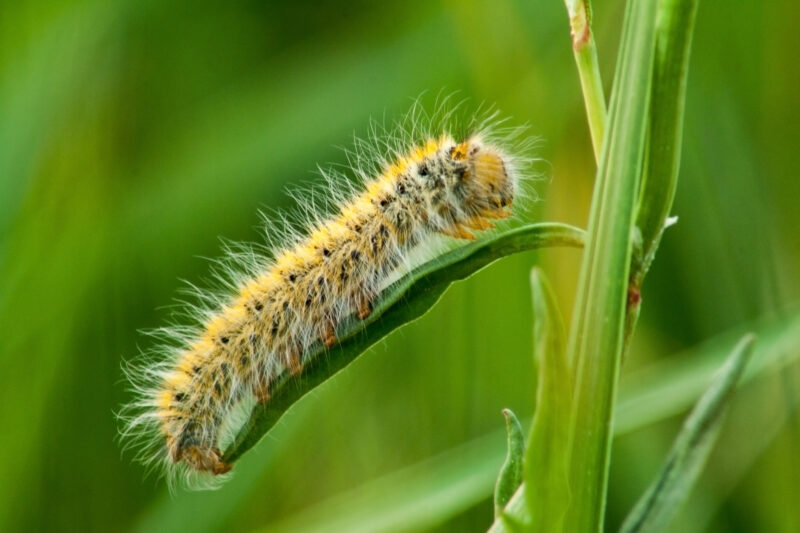 Caterpillar Hairy caterpillar on a green leaf in close-up shot on a green background.