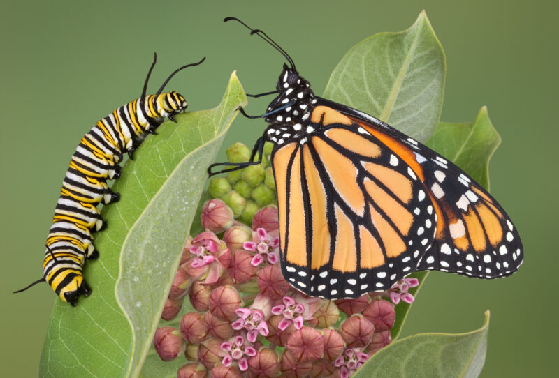 Monarch and Caterpillar A monarch is sitting with a adult caterpillar on a milkweed plant.