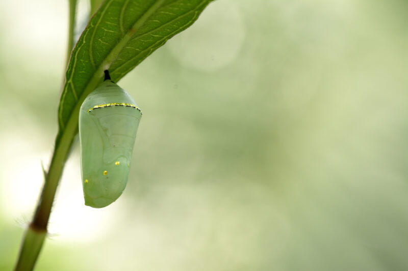 Chrysalis A beautiful monarch butterfly, Danaus plexippus, chrysalis