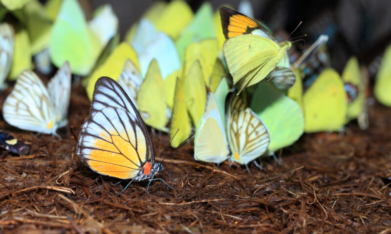 Butterflies Resting Butterflies clustered together.