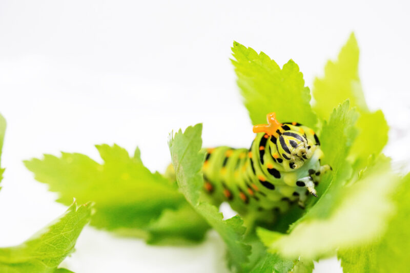 Instar Terminal instar larva of the Yellow swallowtail butterfly, which rides menacingly on the green leaves of the Japanese honeywort on a white background and produces orange stink horns.
